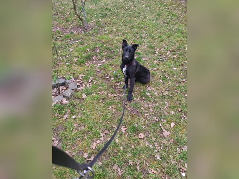 Malinois/X-Herder Welpen