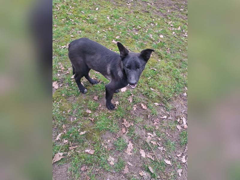 Malinois/X-Herder Welpen