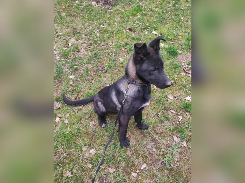 Malinois/X-Herder Welpen
