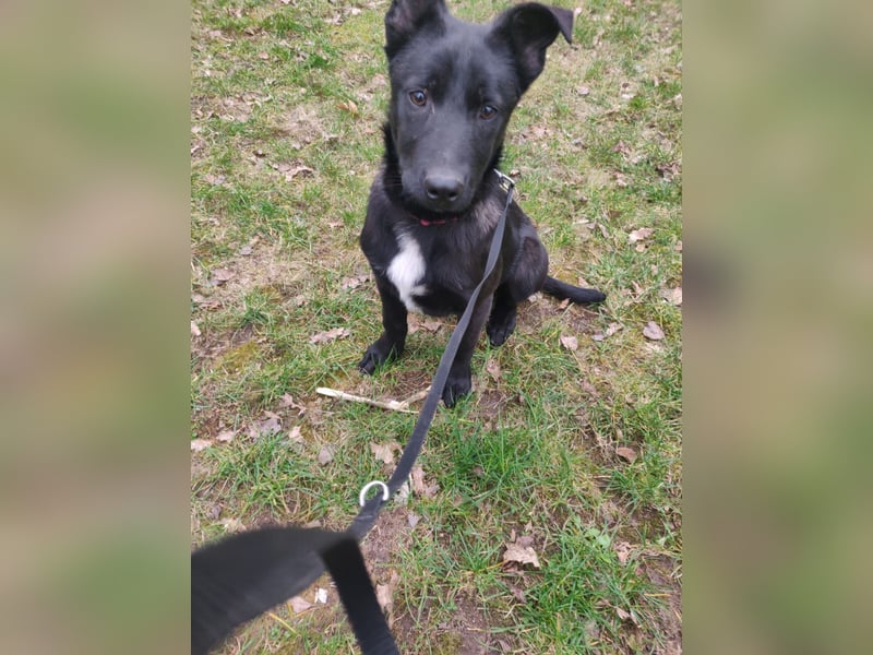 Malinois/X-Herder Welpen