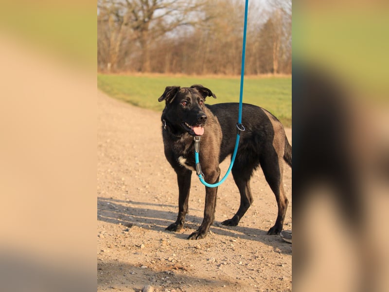 Aliz-LM (Ash) sucht aktive Freunde