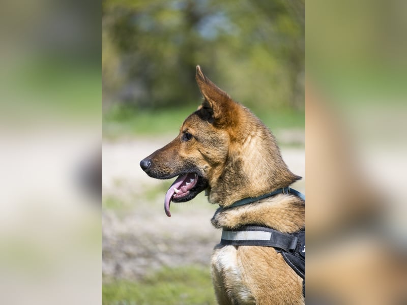 Bella2 SI – Aktive Hündin sucht passendes Zuhause