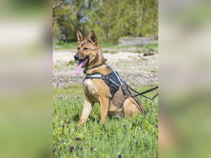 Bella2 SI – Aktive Hündin sucht passendes Zuhause