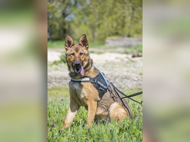 Bella2 SI – Aktive Hündin sucht passendes Zuhause