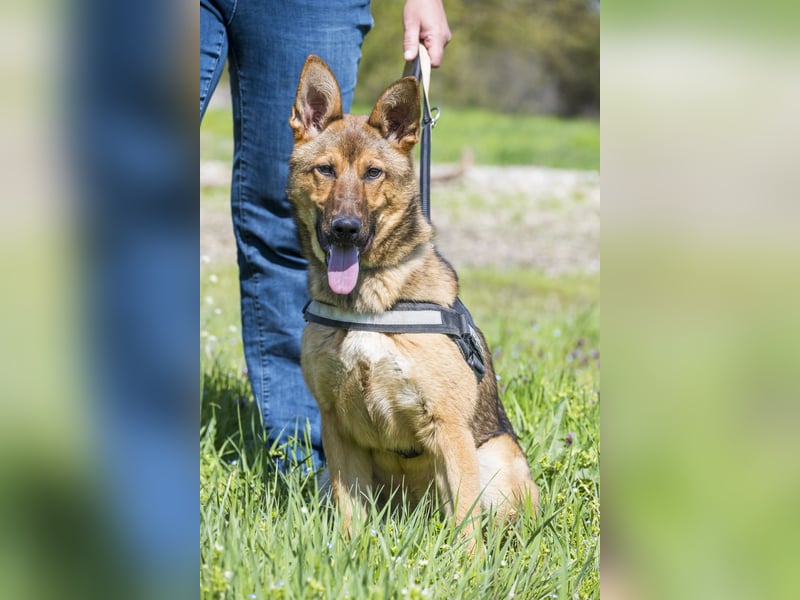 Bella2 SI – Aktive Hündin sucht passendes Zuhause