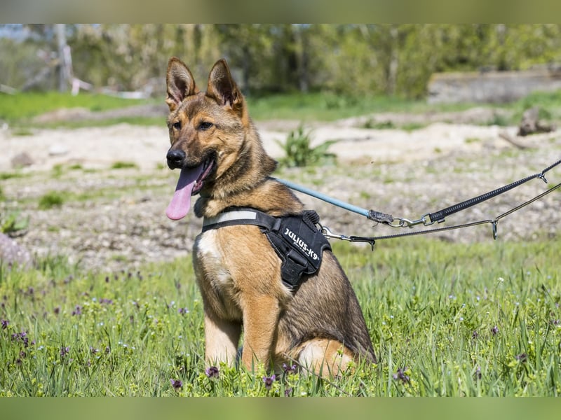 Bella2 SI – Aktive Hündin sucht passendes Zuhause