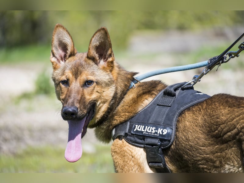 Bella2 SI – Aktive Hündin sucht passendes Zuhause
