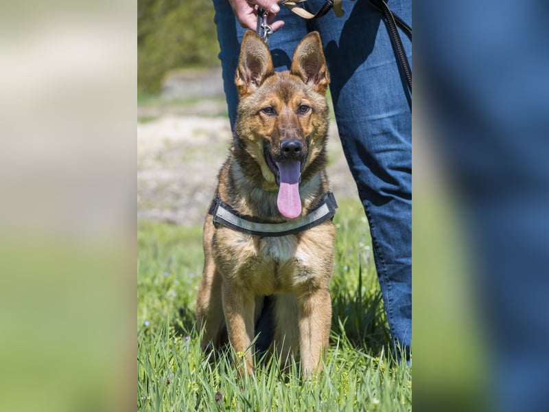 Bella2 SI – Aktive Hündin sucht passendes Zuhause