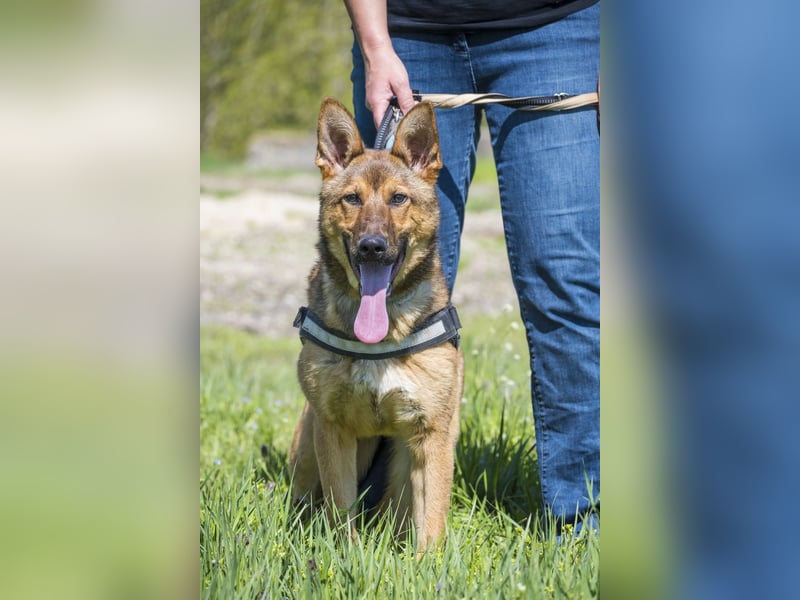 Bella2 SI – Aktive Hündin sucht passendes Zuhause