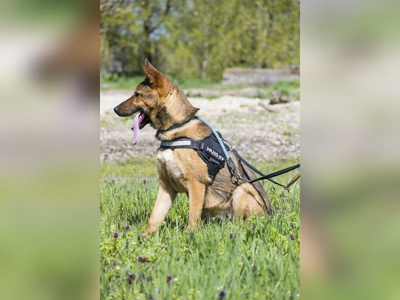 Bella2 SI – Aktive Hündin sucht passendes Zuhause