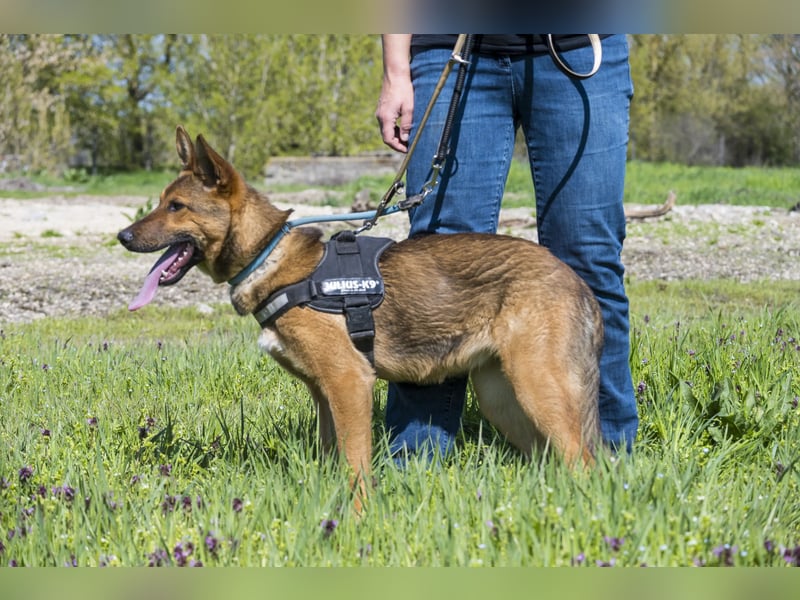 Bella2 SI – Aktive Hündin sucht passendes Zuhause
