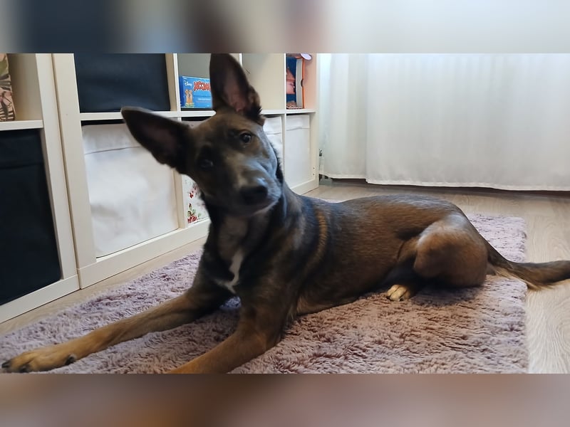Malinois-Mischling Hündin in grau beige 27.01.24