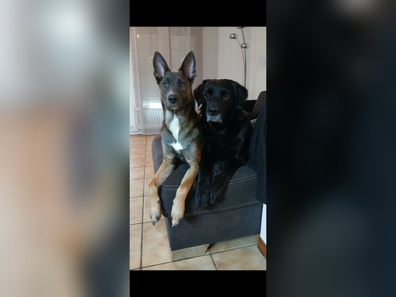Malinois-Mischling Hündin in grau beige 27.01.24