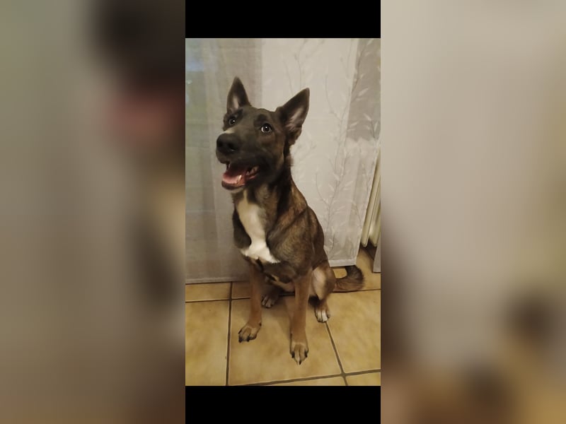Malinois-Mischling Hündin in grau beige 27.01.24