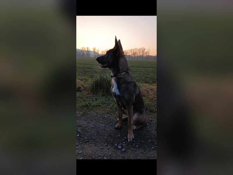Malinois-Mischling Hündin in grau beige 27.01.24