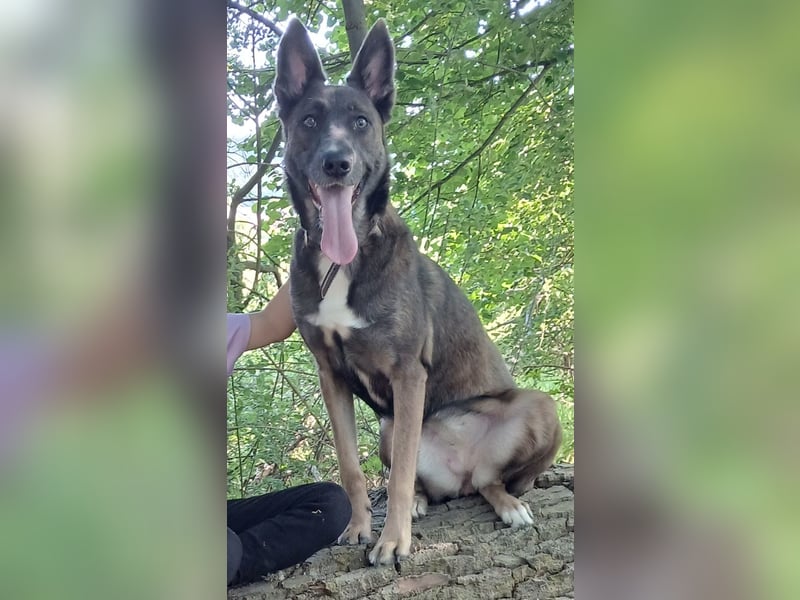 Malinois-Mischling Hündin in grau beige 27.01.24