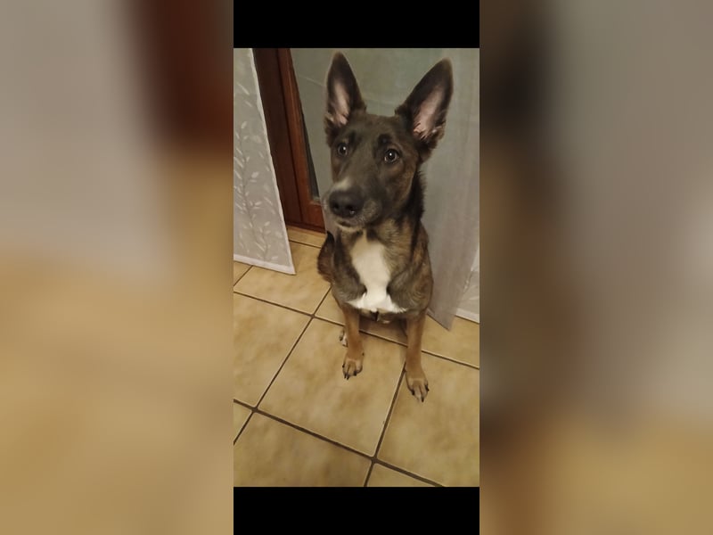 Malinois-Mischling Hündin in grau beige 27.01.24