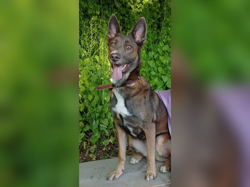 Malinois-Mischling Hündin in grau beige 27.01.24