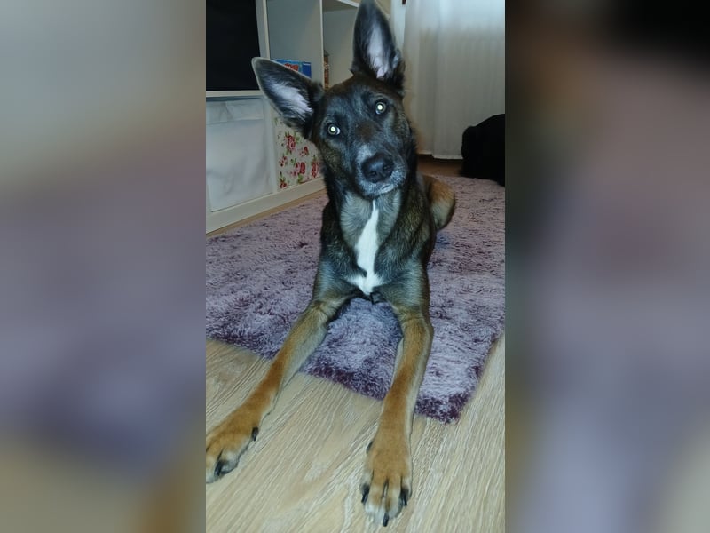 Malinois-Mischling Hündin in grau beige 27.01.24