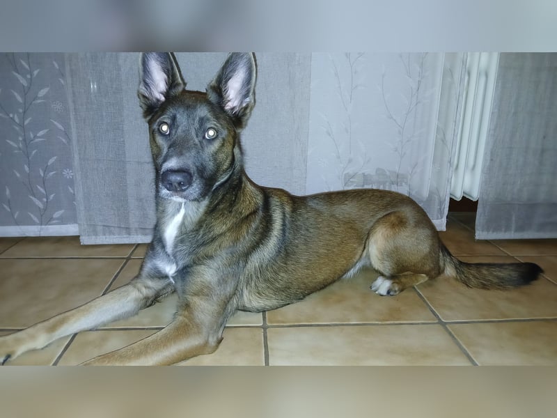 Malinois-Mischling Hündin in grau beige 27.01.24