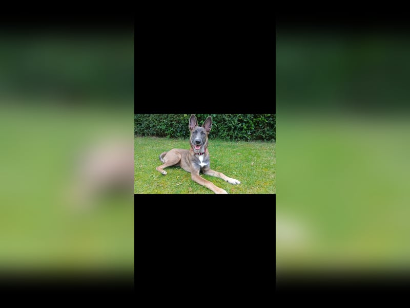 Malinois-Mischling Hündin in grau beige 27.01.24