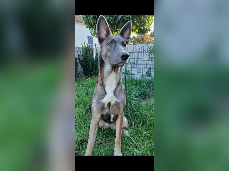 Malinois-Mischling Hündin in grau beige 27.01.24