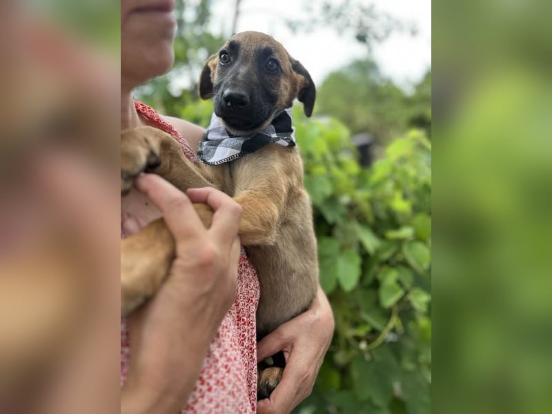 TERESE, kleiner Sausewind. Geboren ca. April 2025. Malinois-Mix-Hündin sucht aktives Zuhause