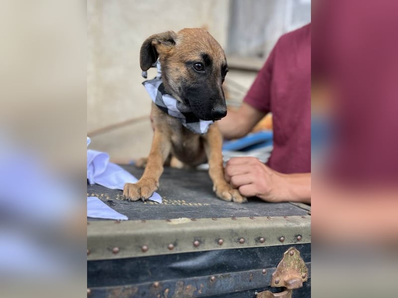 TERESE, kleiner Sausewind. Geboren ca. April 2025. Malinois-Mix-Hündin sucht aktives Zuhause