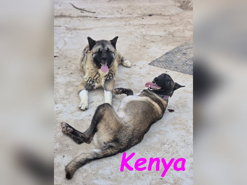 Kenya 10/2024 (ESP) - lebensfrohe und liebevolle, wunderschöne Malinois Junghündin!
