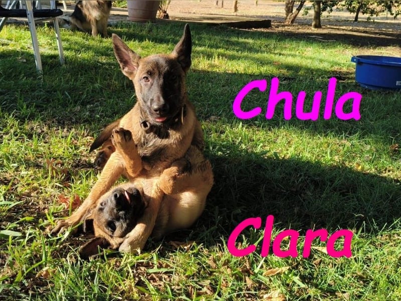 Chula geb. 04/2025 (ESP) - sportliche und aktive Malinois Welpin!