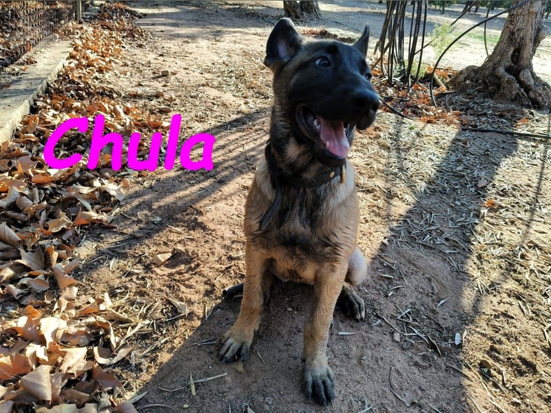 Chula geb. 04/2025 (ESP) - sportliche und aktive Malinois Welpin!