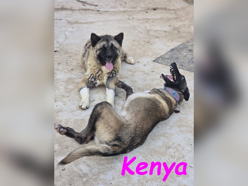 Kenya 10/2024 (ESP) - lebensfrohe und liebevolle, wunderschöne Malinois Junghündin!