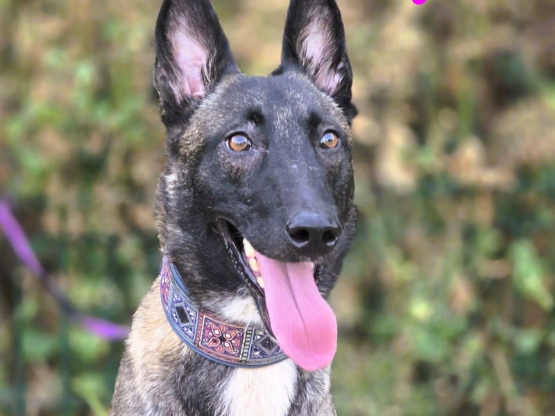 Kenya 10/2024 (ESP) - lebensfrohe und liebevolle, wunderschöne Malinois Junghündin!