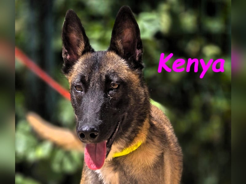 Kenya 10/2024 (ESP) - lebensfrohe und liebevolle, wunderschöne Malinois Junghündin!