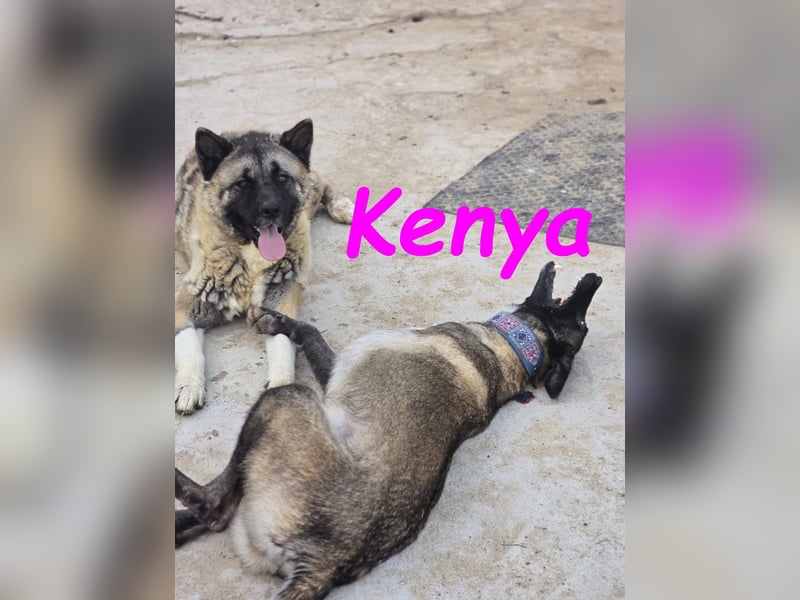 Kenya 10/2024 (ESP) - lebensfrohe und liebevolle, wunderschöne Malinois Junghündin!