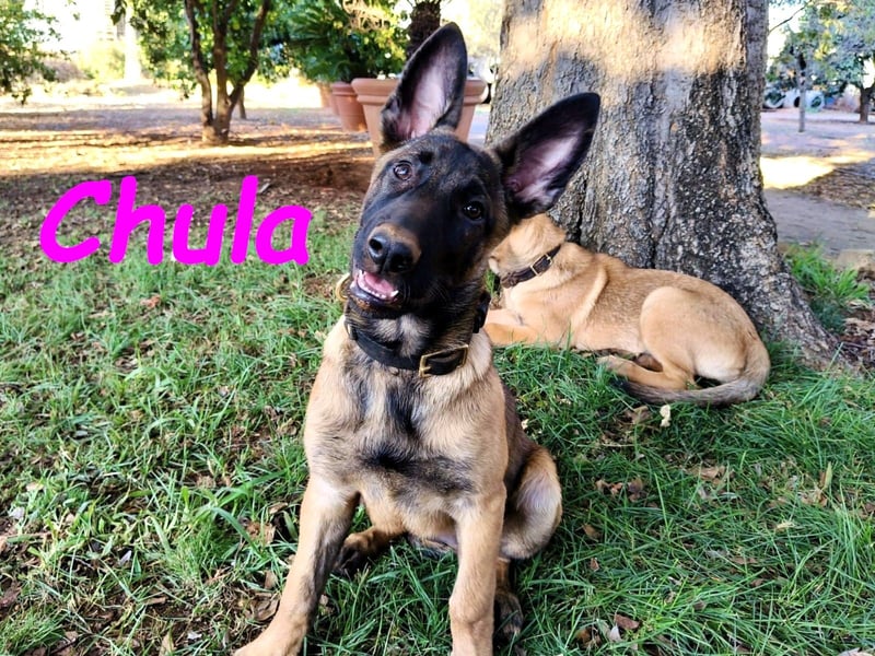 Chula geb. 04/2025 (ESP) - sportliche und aktive Malinois Welpin!