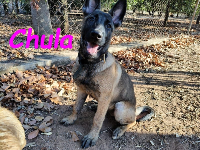 Chula geb. 04/2025 (ESP) - sportliche und aktive Malinois Welpin!