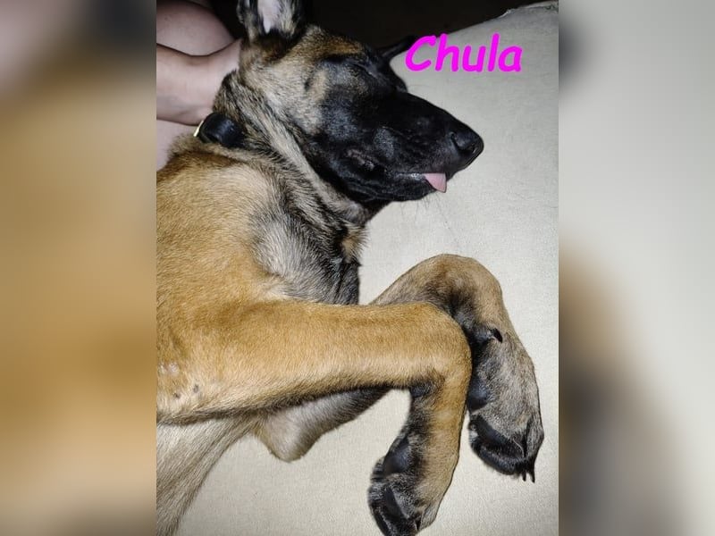 Chula geb. 04/2025 (ESP) - sportliche und aktive Malinois Welpin!