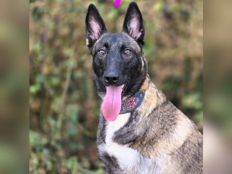 Kenya 10/2024 (ESP) - lebensfrohe und liebevolle, wunderschöne Malinois Junghündin!