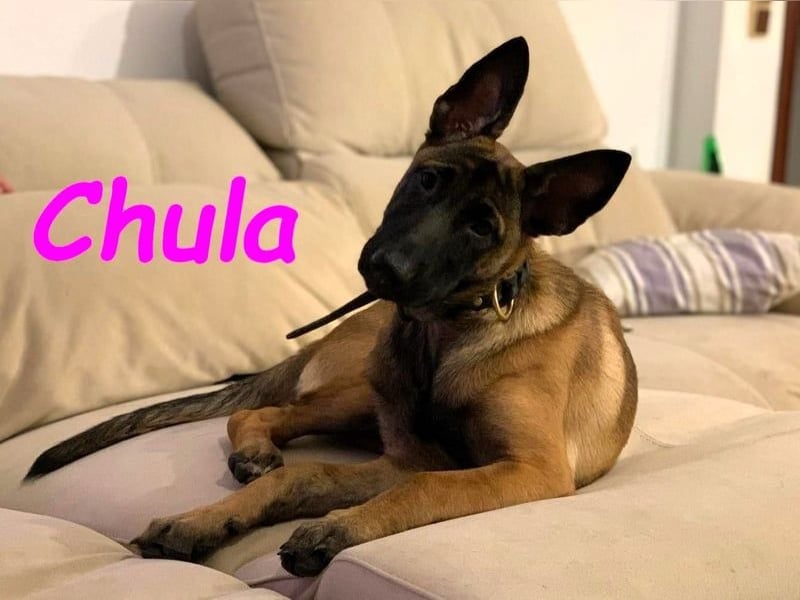 Chula geb. 04/2025 (ESP) - sportliche und aktive Malinois Welpin!