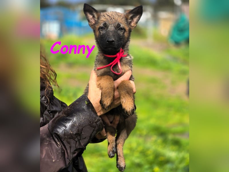 Conny 11/2024 (ESP) - lebensfrohe Malinois-Schäferhund-Mix Welpin!