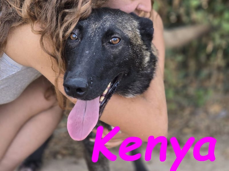Kenya 10/2024 (ESP) - lebensfrohe und liebevolle, wunderschöne Malinois Junghündin!