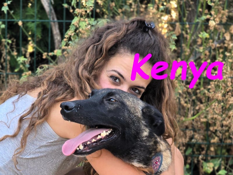 Kenya 10/2024 (ESP) - lebensfrohe und liebevolle, wunderschöne Malinois Junghündin!