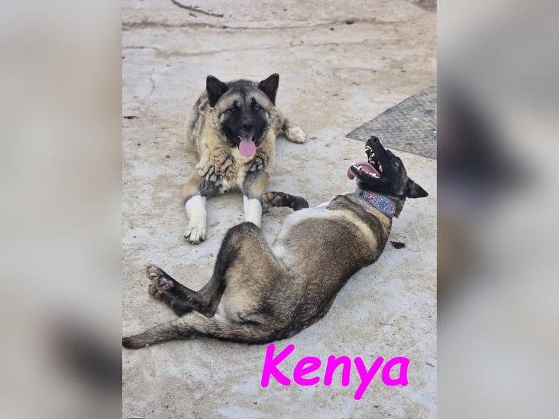 Kenya 10/2024 (ESP) - lebensfrohe und liebevolle, wunderschöne Malinois Junghündin!