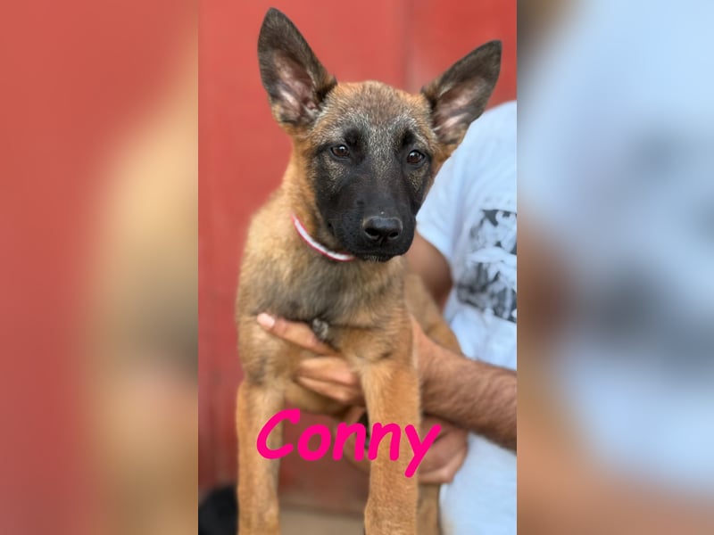 Conny 11/2024 (ESP) - lebensfrohe Malinois-Schäferhund-Mix Welpin!