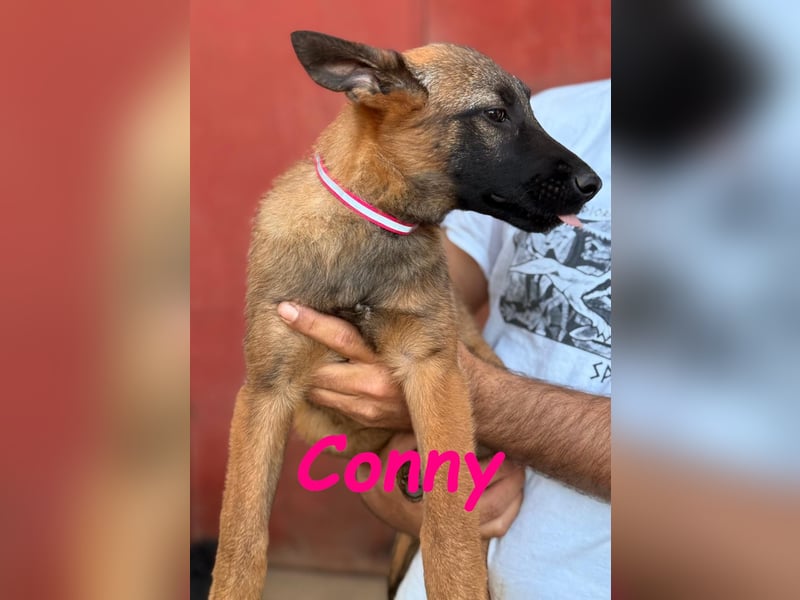 Conny 11/2024 (ESP) - lebensfrohe Malinois-Schäferhund-Mix Welpin!