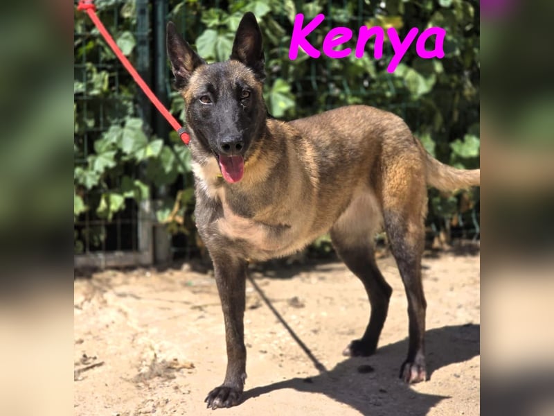 Kenya 10/2024 (ESP) - lebensfrohe und liebevolle, wunderschöne Malinois Junghündin!