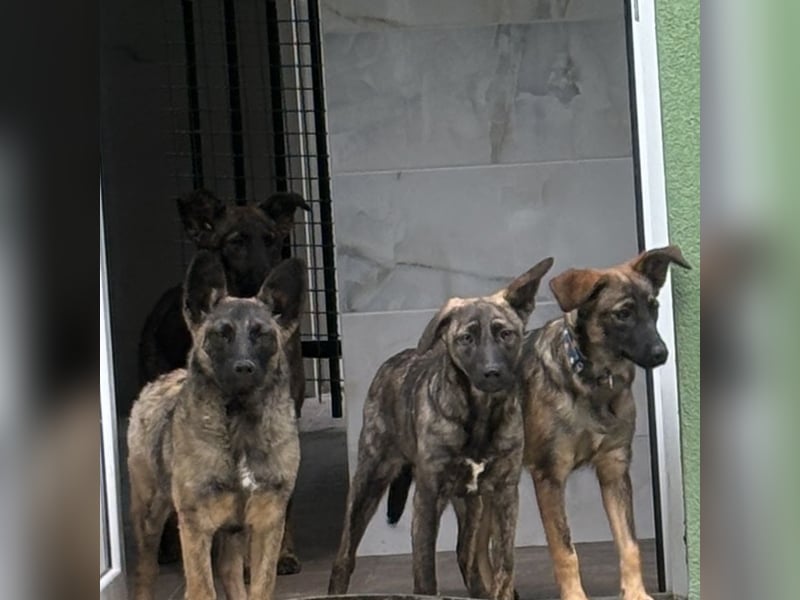 Stella, ein winziges zartes sanftes Wesen