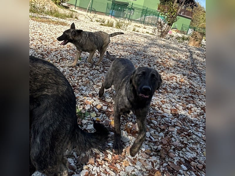 Stella, ein winziges zartes sanftes Wesen