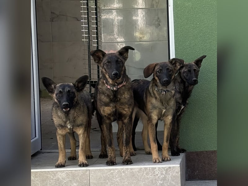 Stella, ein winziges zartes sanftes Wesen